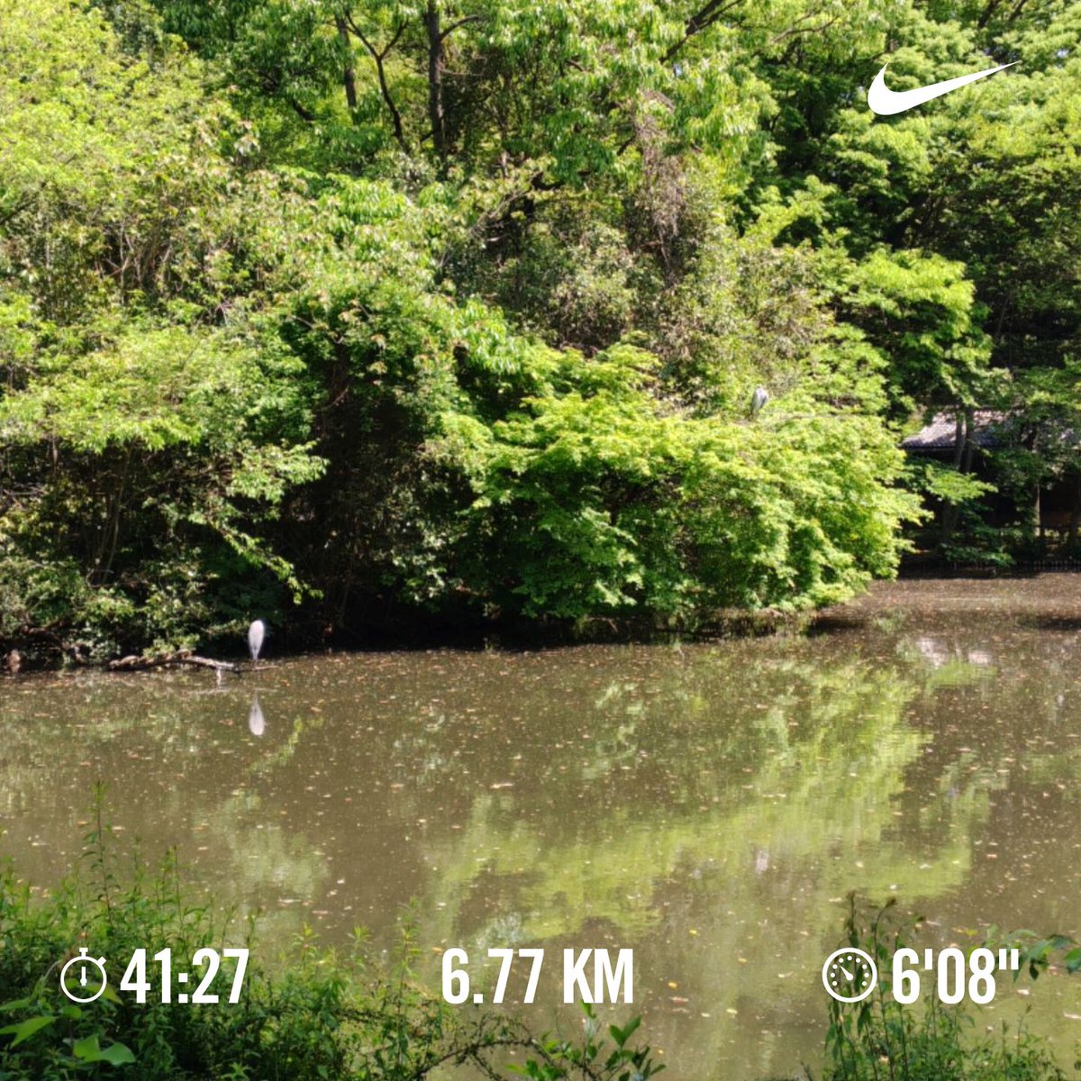 hide50993679269's tweet photo. 初夏の気候の中、和田堀公園の池を周回折り返しの朝ラン🏃新緑が眩しい爽快なランニングでした🌿

#週末ランニング　#週末ランナー　#朝ラン　#ランニング　#和田堀公園　#杉並 https://t.co/CtaHTUTke7