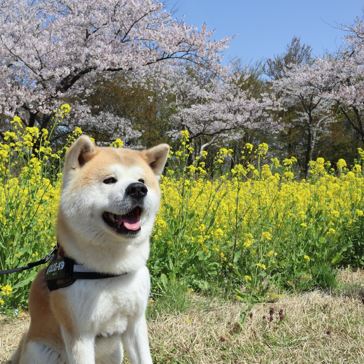 秋田犬のむう太🐶 tweet media
