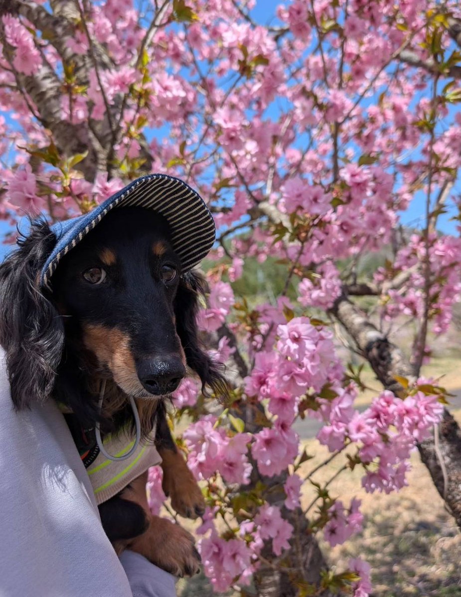 はちぷくおれお tweet media