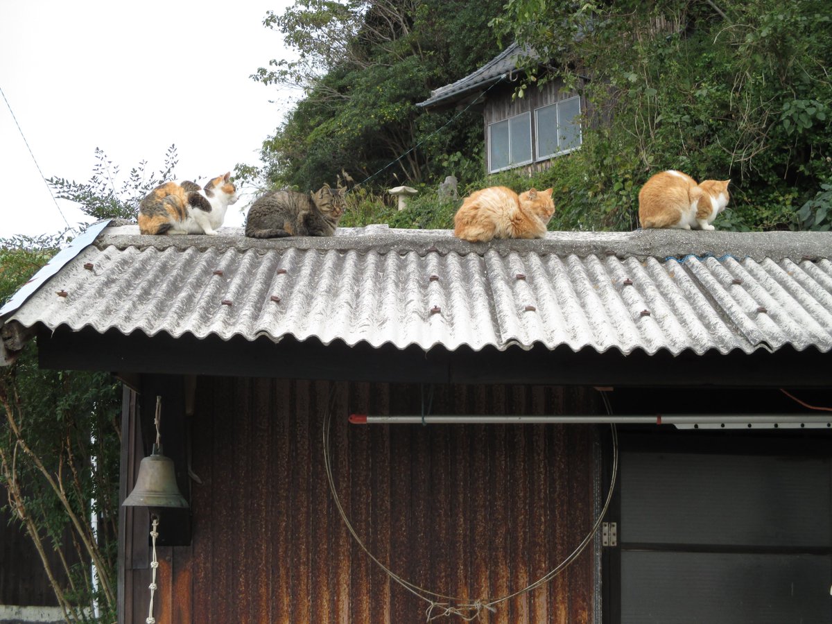 猫の島　青島 tweet media