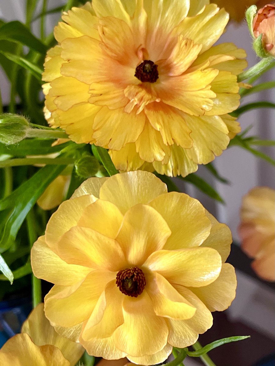 melanie_mjk's tweet image. On this gorgeous sunny Sunday morning, I’ve picked elegant yellow Ranunculus, such a pretty Spring flower to wish friends &amp;amp; followers an enjoyable, relaxing Sunday! 🌞🙋🏼‍♀️☕️🌻 #SundayYellow #Sundaythoughts #Springflowers #Sundayflowers