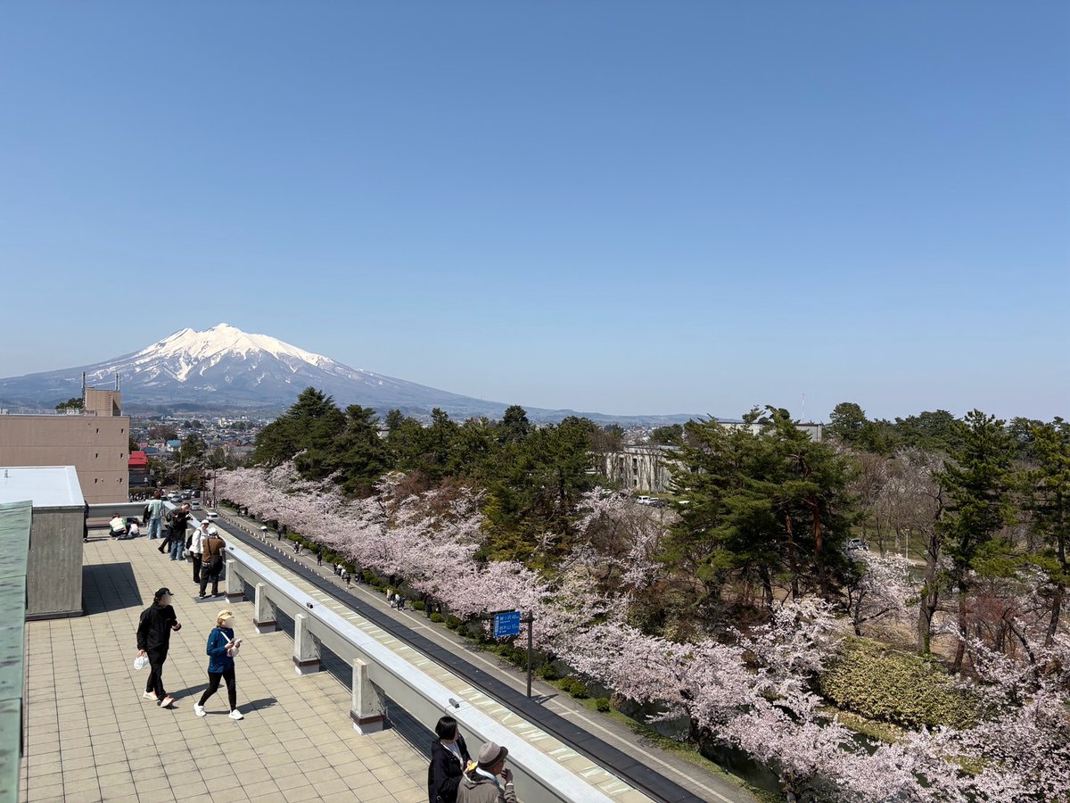🌸本日(2026.4.19)の #弘前公園
園内全域と #外濠 では、#ソメイヨシノ の #満開 が続いています。外濠では、#花筏 も少しずつ見られるようになってきました。
今日はお天気にも恵まれ、絶好の #お花見 日和に
青空に映える桜を、たくさんの来園者が楽しんでいらっしゃいました。