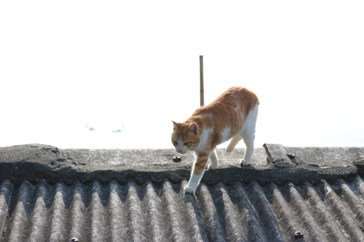 猫の島　青島 tweet media