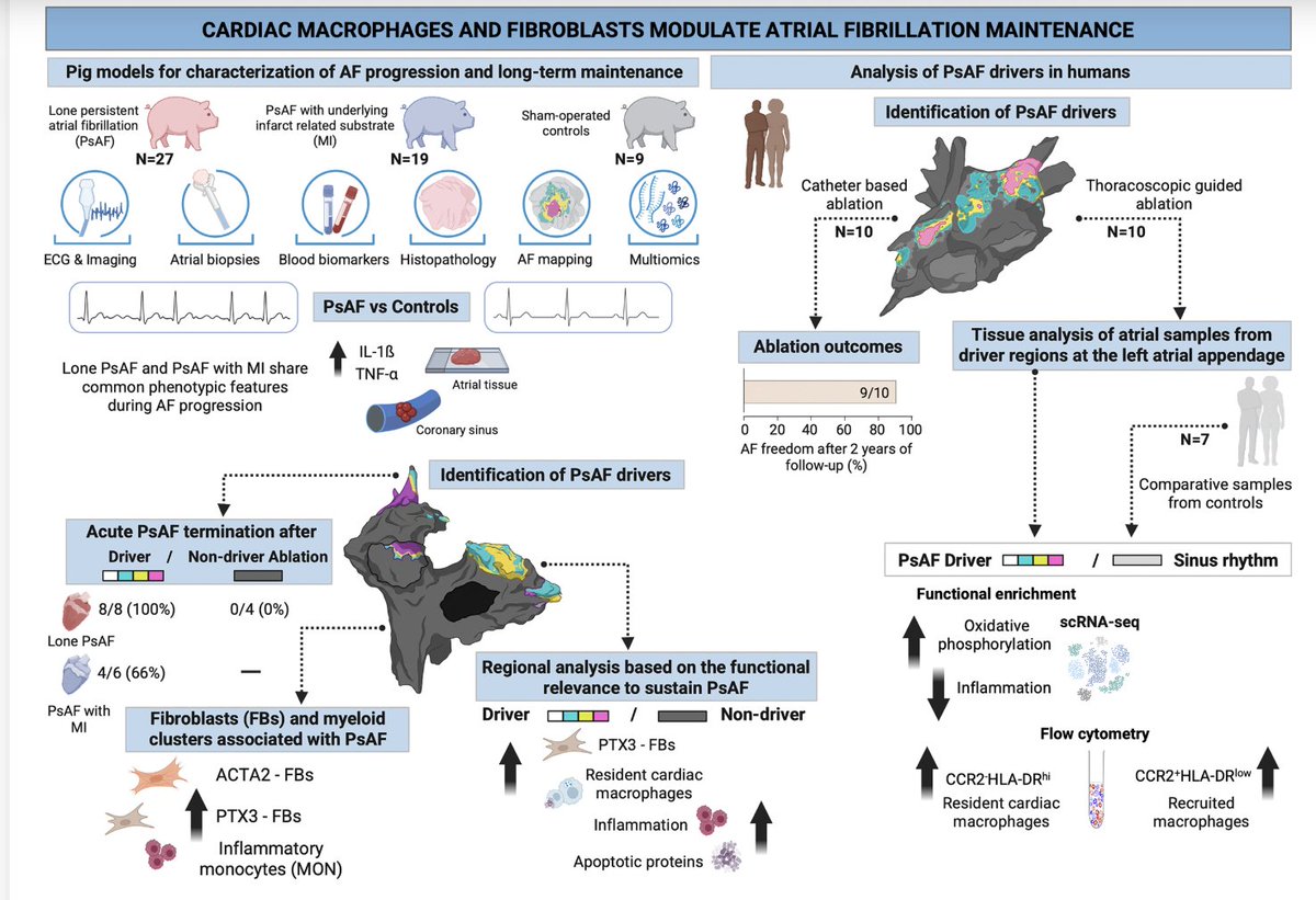 S_NarayanMD's tweet image. @EPeeps Important advance in understanding #afib by @FilgueirasRama @JoseJalife4 published in #CircRes. In a model of longstanding persistent #AF in pigs they found inflammation, with shifts in macrophage and monocytes, that identified catheter ablation sites which translated to
