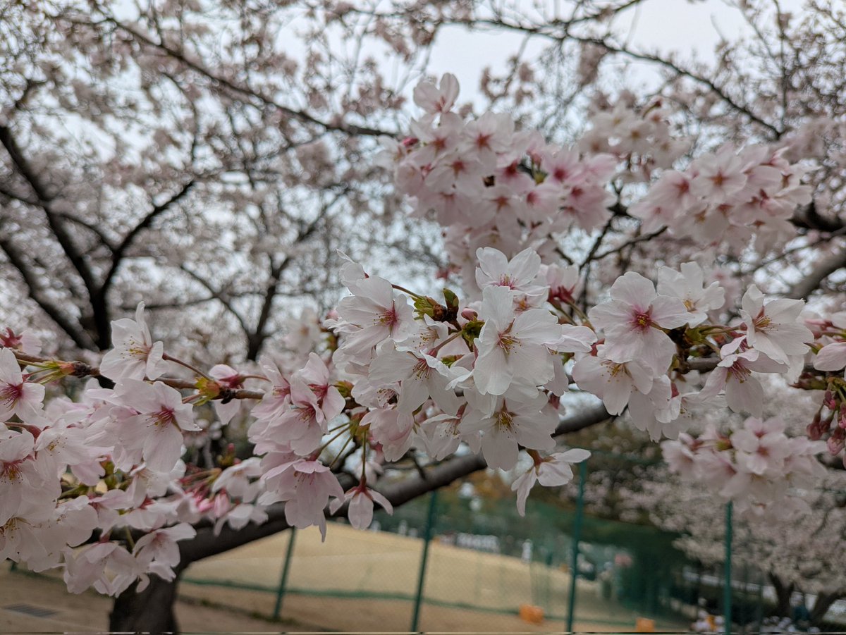 F_ROG_in's tweet photo. 🐸みどり🌸

すっかり葉桜どころか葉っぱになりましたね、桜。
今年もたくさんの桜を堪能しました。
毎年桜だけはもりもり増えるなぁ、写真。笑

今日はｱｲﾃﾙﾖ🐸

#エフログ https://t.co/8KXlg7VeNZ