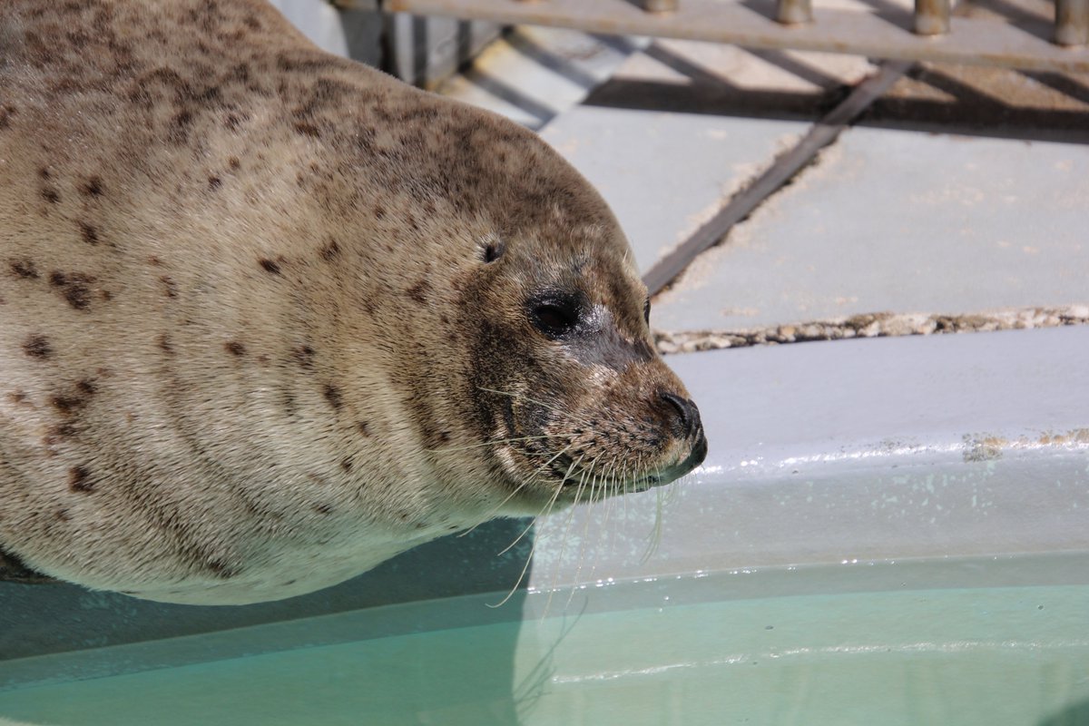 むちごま🦭 tweet media