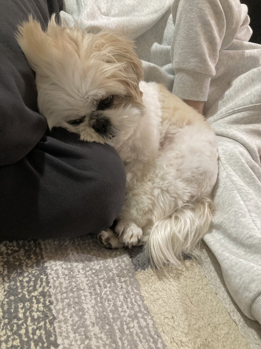 ほまいぬ tweet media