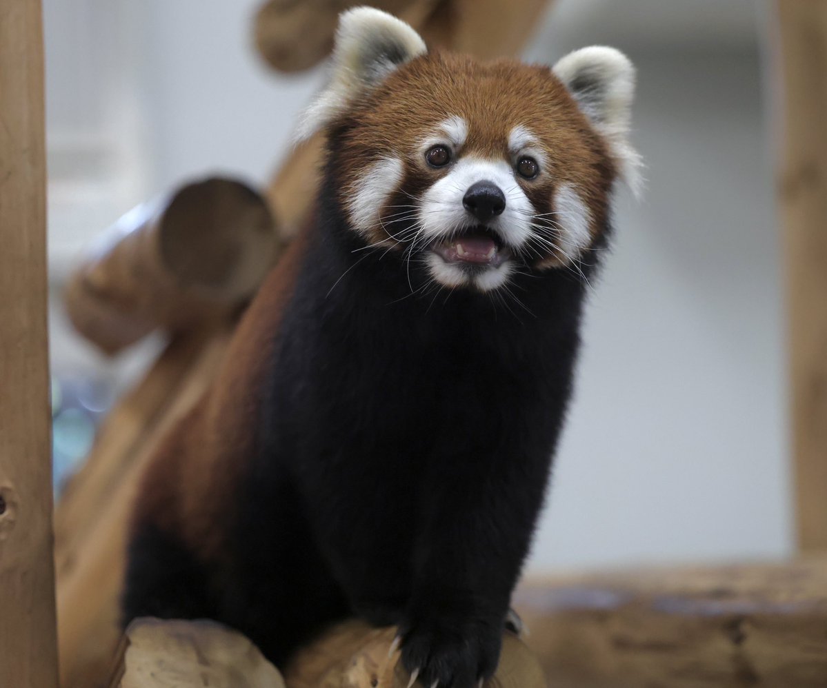 bara@リーファ大好き🥰 tweet media