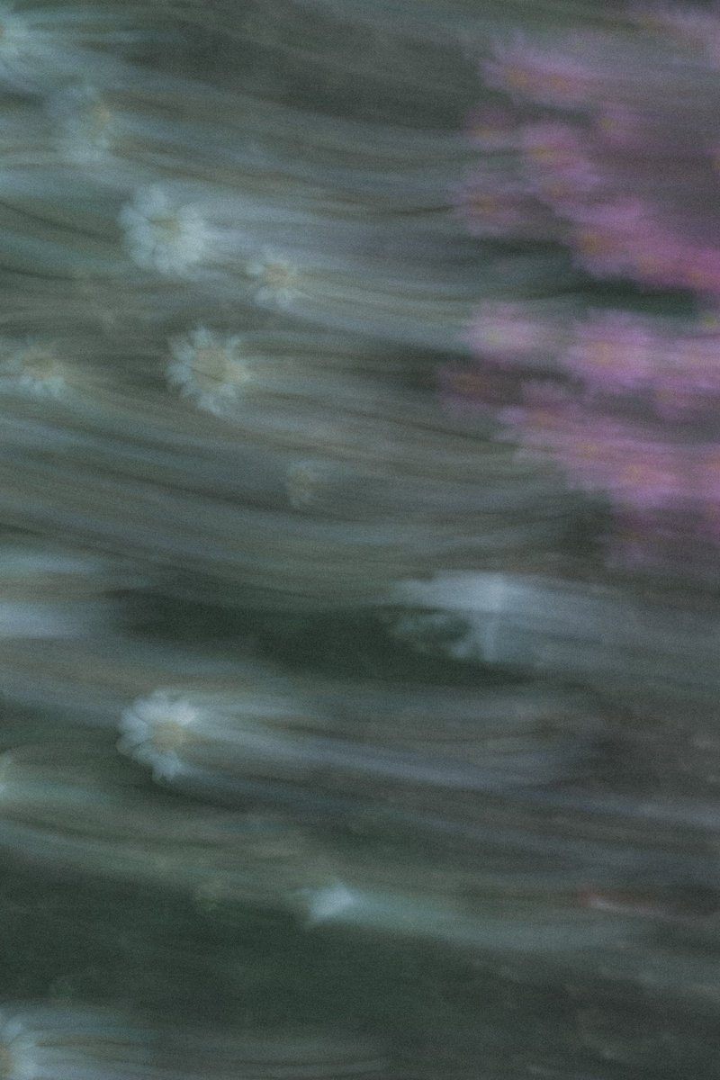koyomi_film's tweet photo. garden https://t.co/HWh9bATHmD