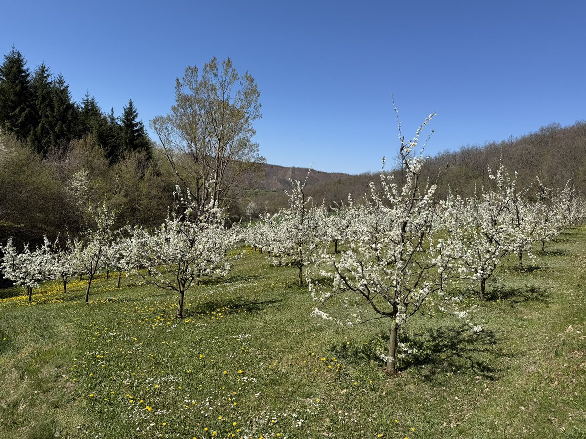 СМ.Милутинац tweet media