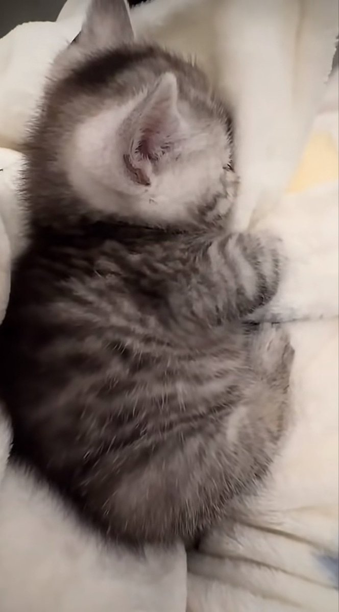 ABDULAZIZ tweet media