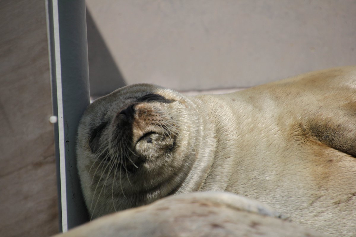 むちごま🦭 tweet media