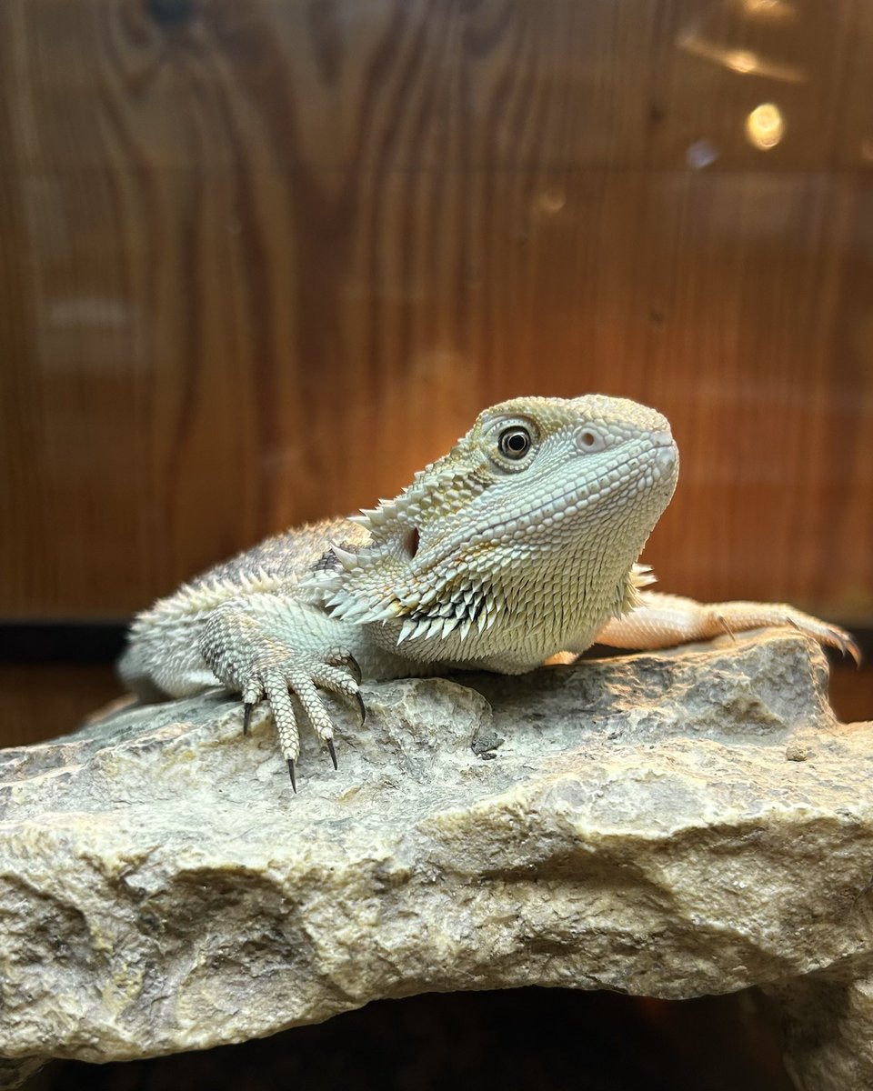 ほのか tweet media