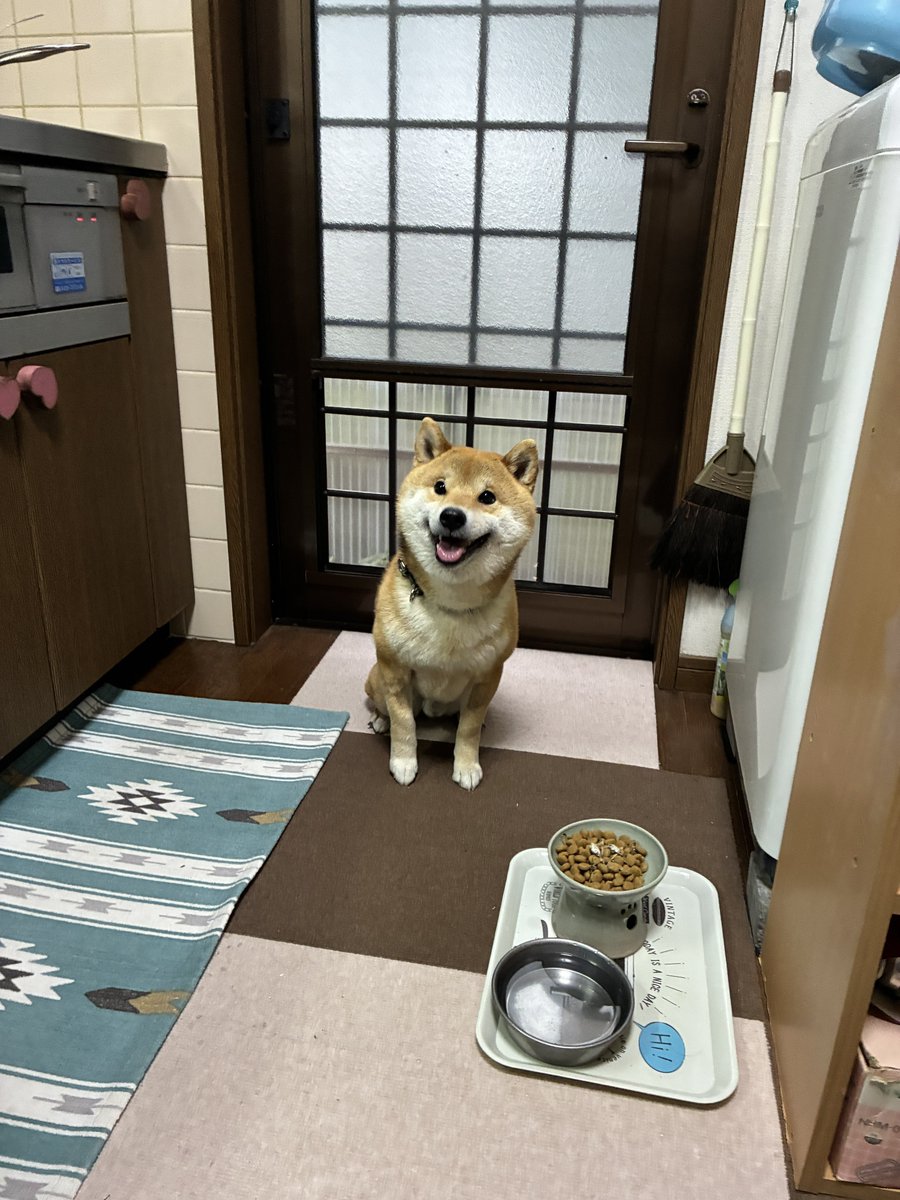 pnknnj's tweet photo. 🍚🐕　#柴犬のいる生活 https://t.co/PAuHvfbatJ
