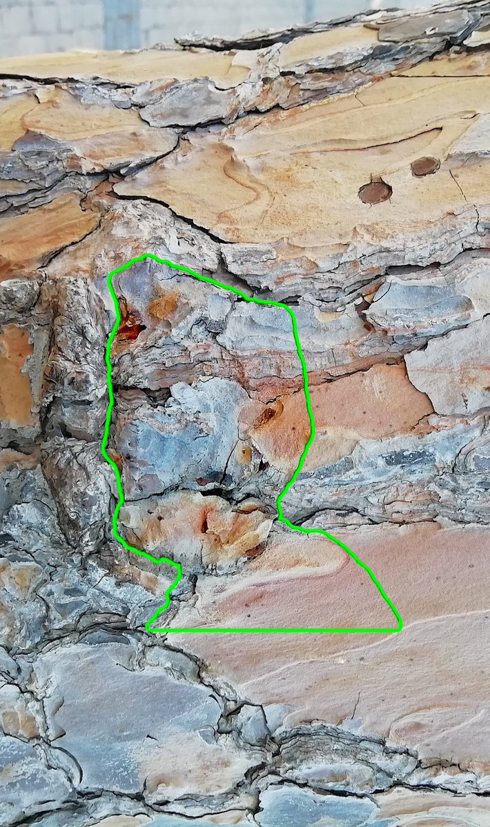 Treefrix's tweet image. Happy Sunday all🌳

My blue eyed friend is having a bath in a different home now in @sbtwolf's😅🫧🫧

Many thanks for supporting my unique #creatures discovered in #nature &amp;amp; shaped by my &amp;amp; AI's artistic visions🌟💚

Take Frix #29 to your home too - OE, 1 #tezos, 8 hours left🫶