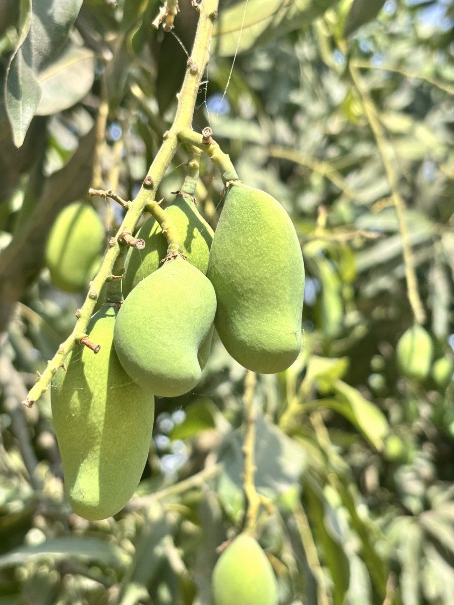 🥭 🥭
Mango season is here.
Only its matter of time that these will ripen in tasty and sweet Mango😃😃