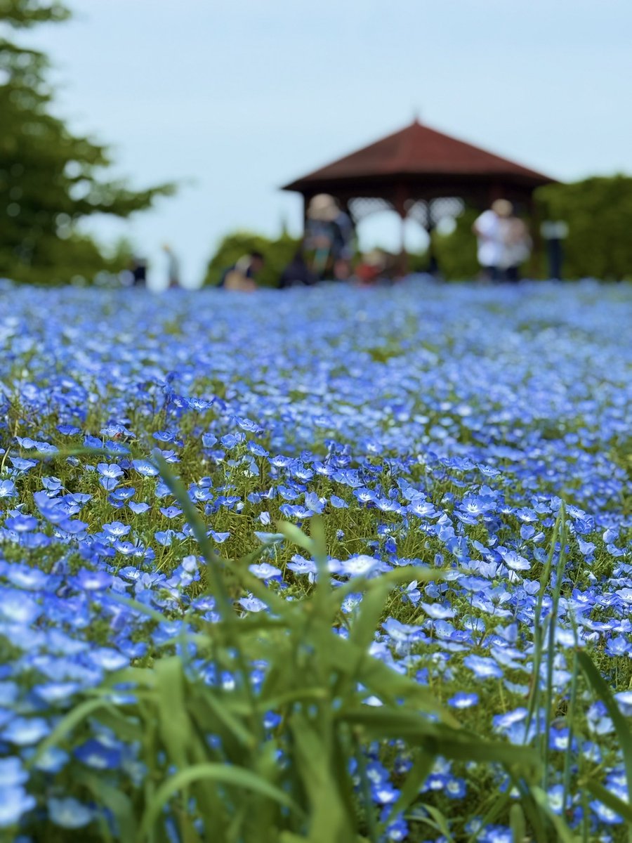 meipan_game's tweet photo. 今日は津島市の天王川公園に藤棚を見に その後戸田川緑地にネモフィラを見に行ってきた😁 https://t.co/vK26ZbId1a
