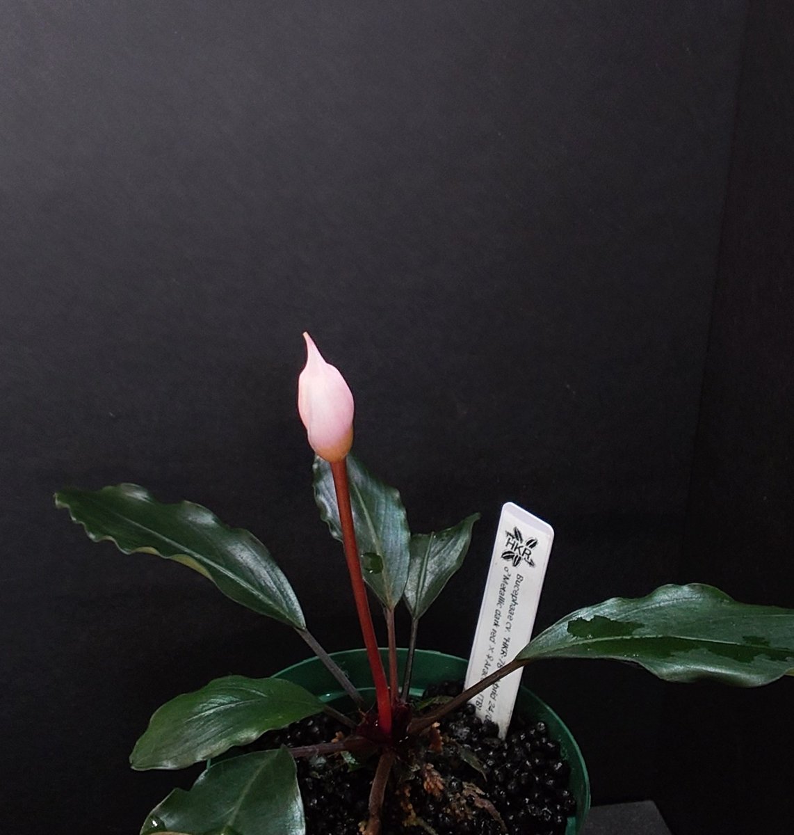 SatoさんBucephalandra SatoさんBucephalandra 【公式通販】