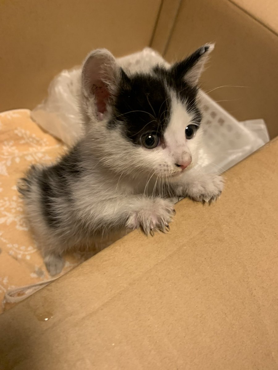 ねこまたぎ tweet media