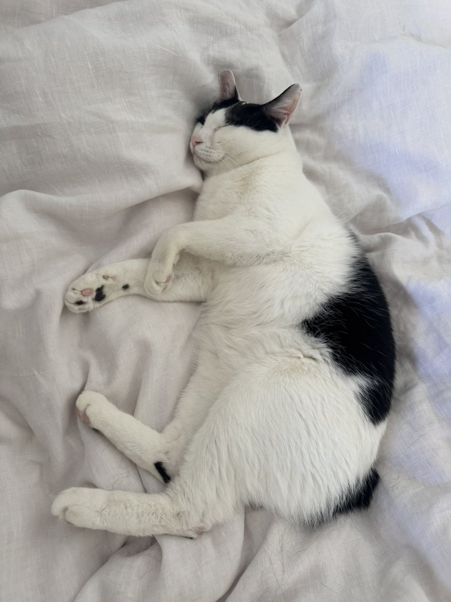 ねこまたぎ tweet media