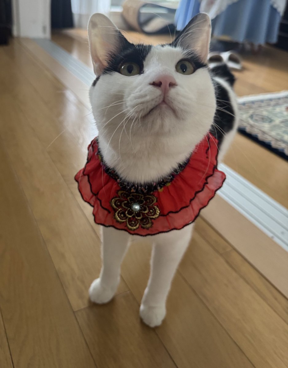 ねこまたぎ tweet media