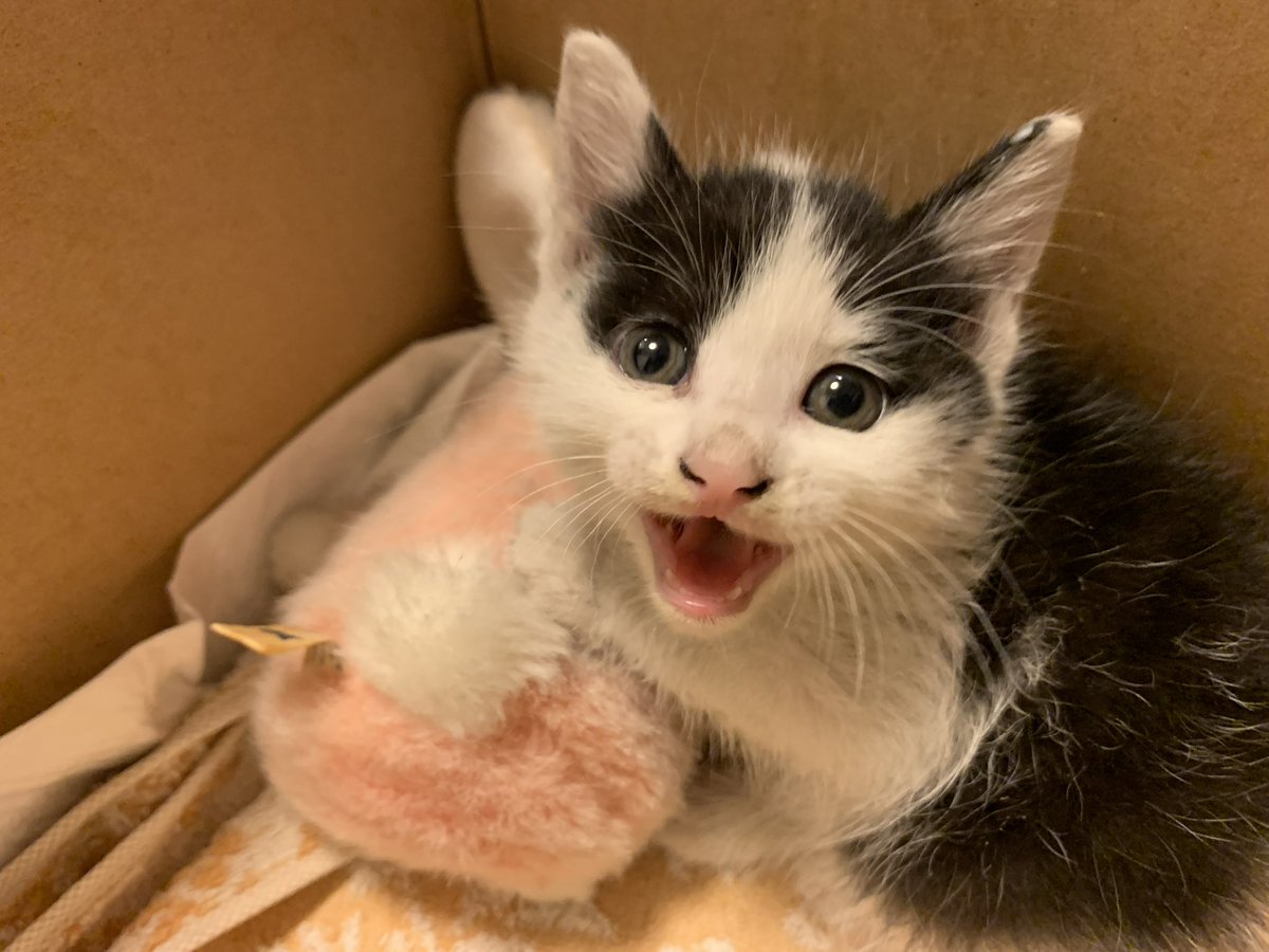 ねこまたぎ tweet media