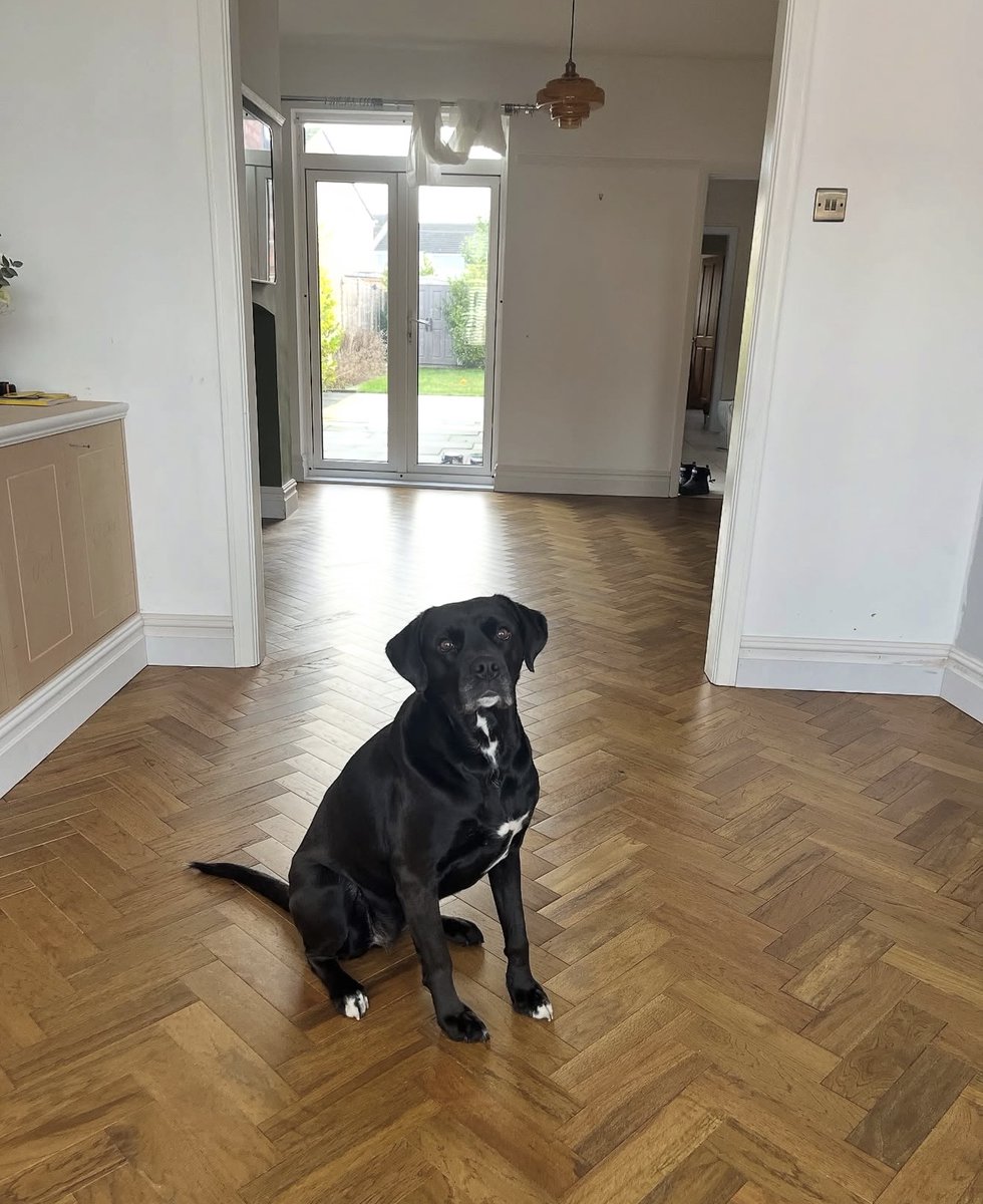 StoriesFlooring's tweet image. pet-friendly flooring done right 🐾

making your home look good without compromising on practicality ✨

storiesflooring.co.uk

#flooring #homereno #petfriendlyflooring