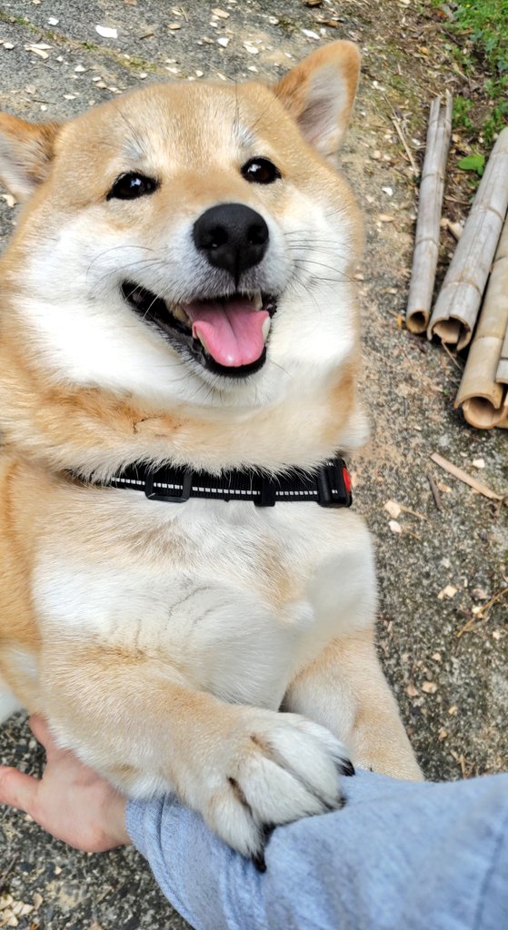 柴犬オルカのママ tweet media