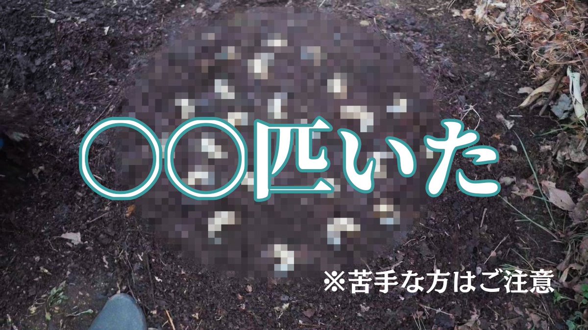 morinoterror's tweet photo. YOUTUBEを更新しました！

今週は、「腐葉土をひっくり返したら、黒いダイヤが眠っていた？」です！

よろしくお願いします！
https://t.co/jtyJg08R8B https://t.co/KKpix98Zyl