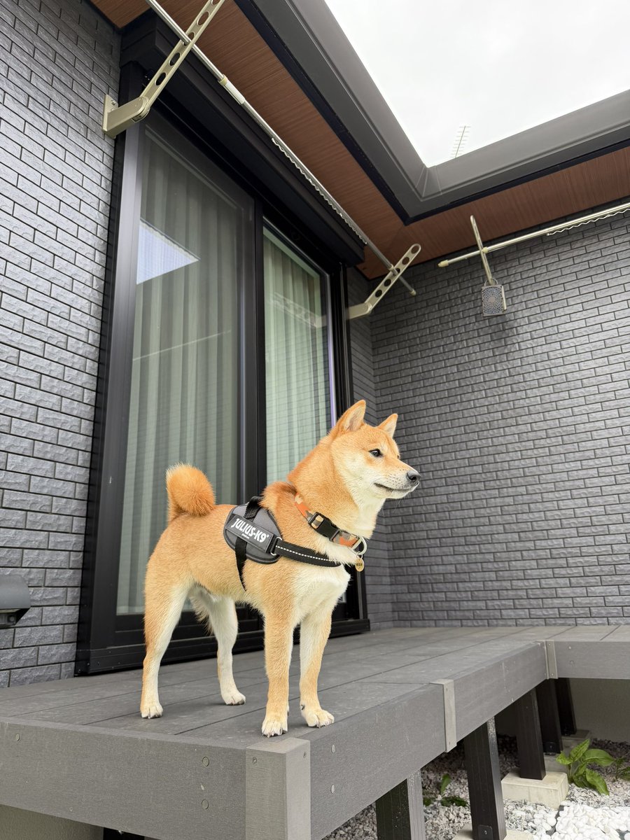 NEWハーネス🐶足長ショット🐾