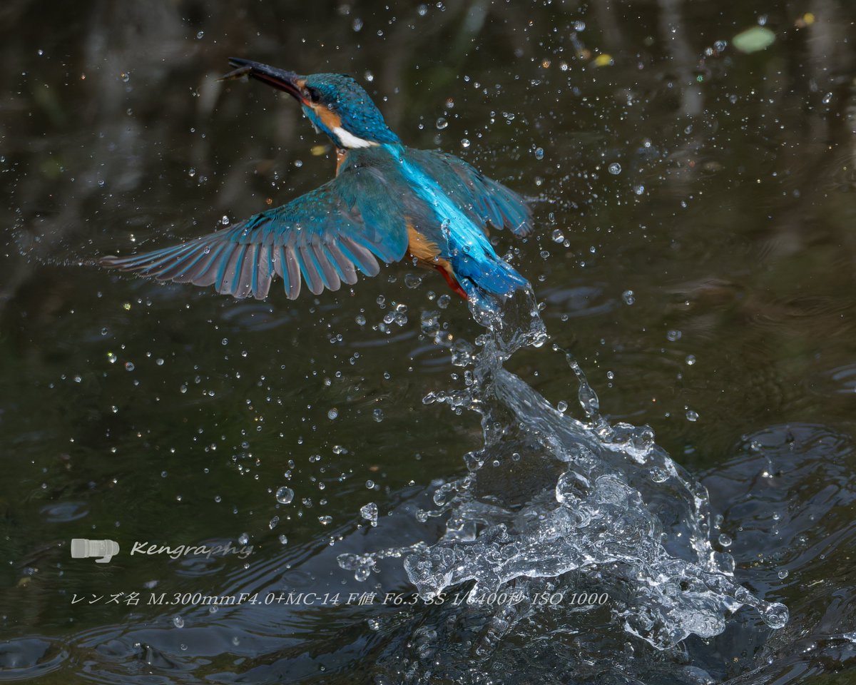 OJu_Ju's tweet image. YouTubeで”爆笑スーパーカークラッシュ”を見ていると スーパーカーオーナーのお粗末な技量と車の性能のバランスが取れていないからおもしろ動画になるんだろうと思うんだけど、高精細でAFがグイグイ食いつくスーパーカメラがほしいワタシ・・（＾ω＾）
#BirdPhotography | #OLYMPUS