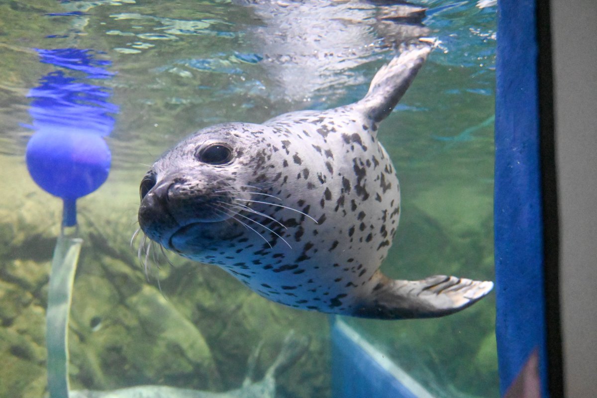 ちゃんなお tweet media