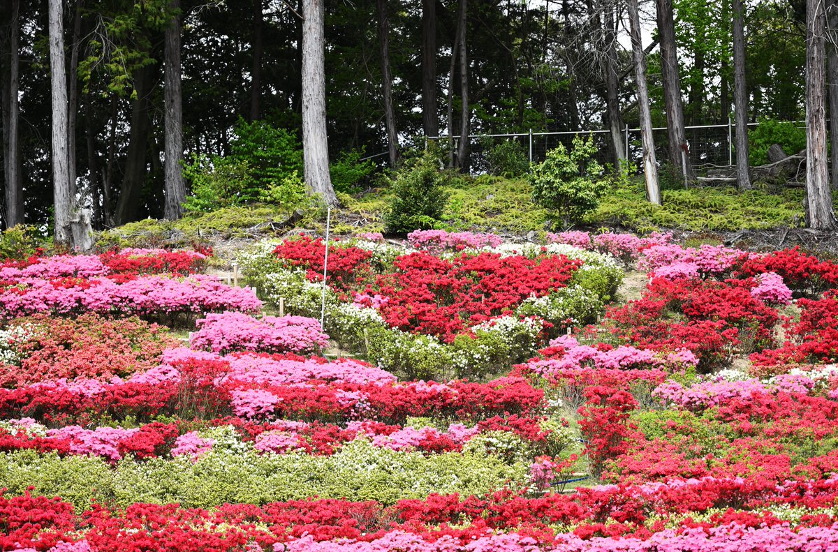 SQOb4WQPE0CdU7q's tweet image. 三室戸寺　平戸つつじ園
#Nikon
#Zf