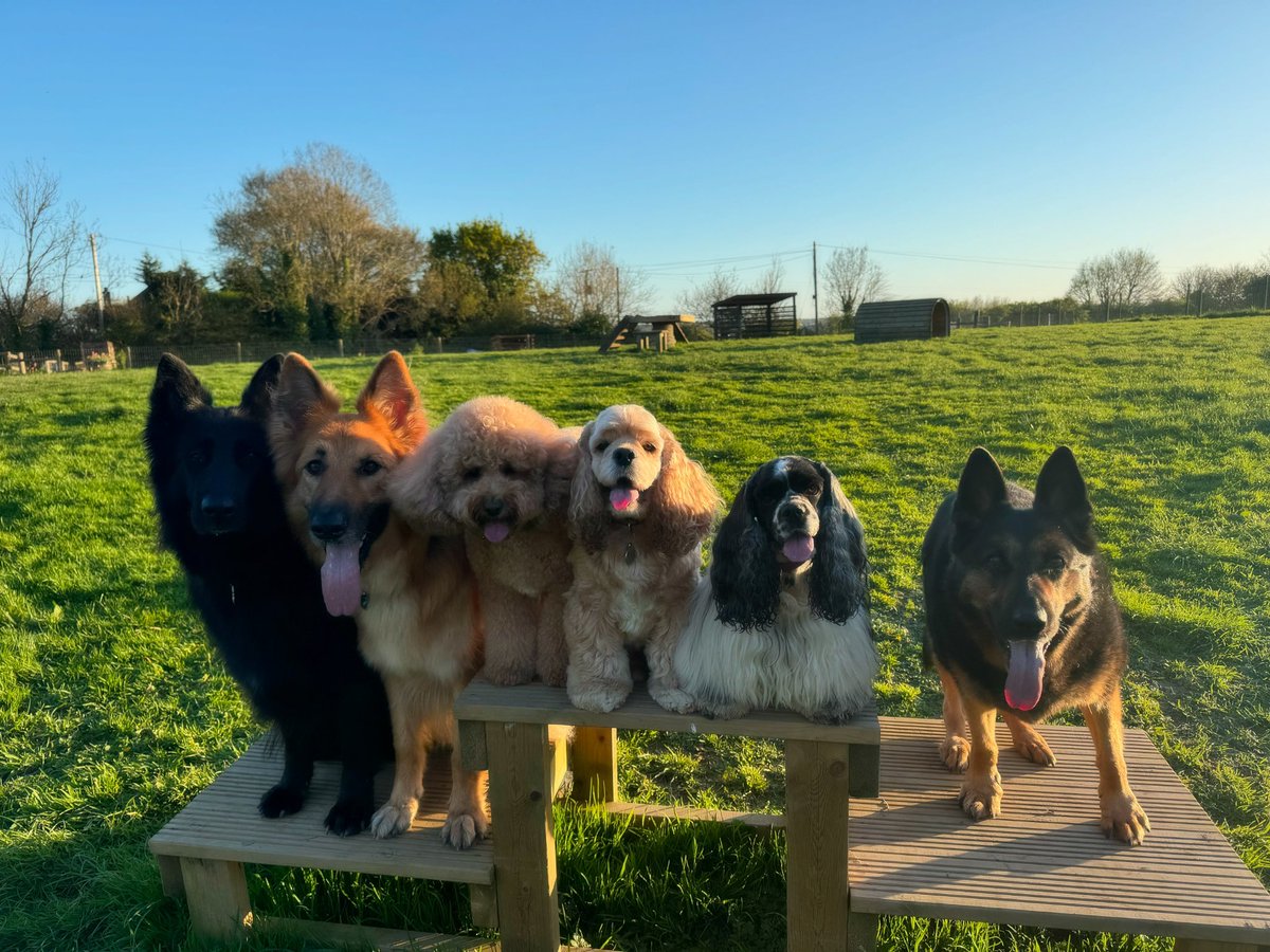 RpdDixie's tweet photo. We smashed the brief for last night photo 🥰💙🐾 https://t.co/3CSOqYOhsu
