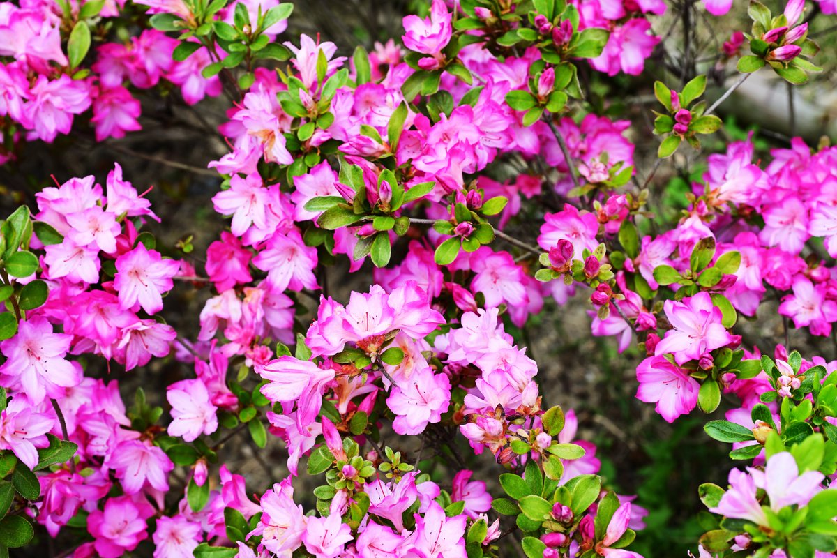 SQOb4WQPE0CdU7q's tweet image. 三室戸寺　平戸つつじ園
#Nikon
#Zf