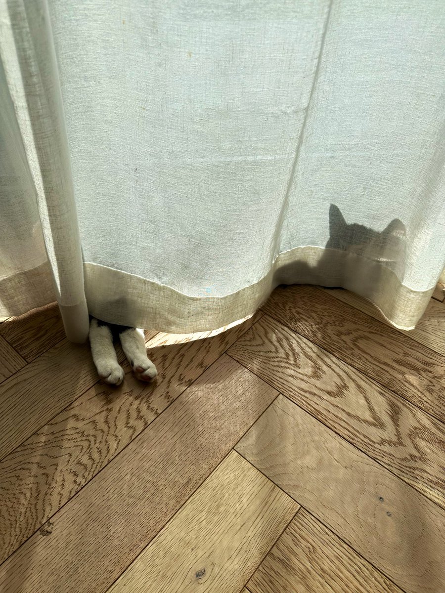 george michael cat 🍉 tweet media