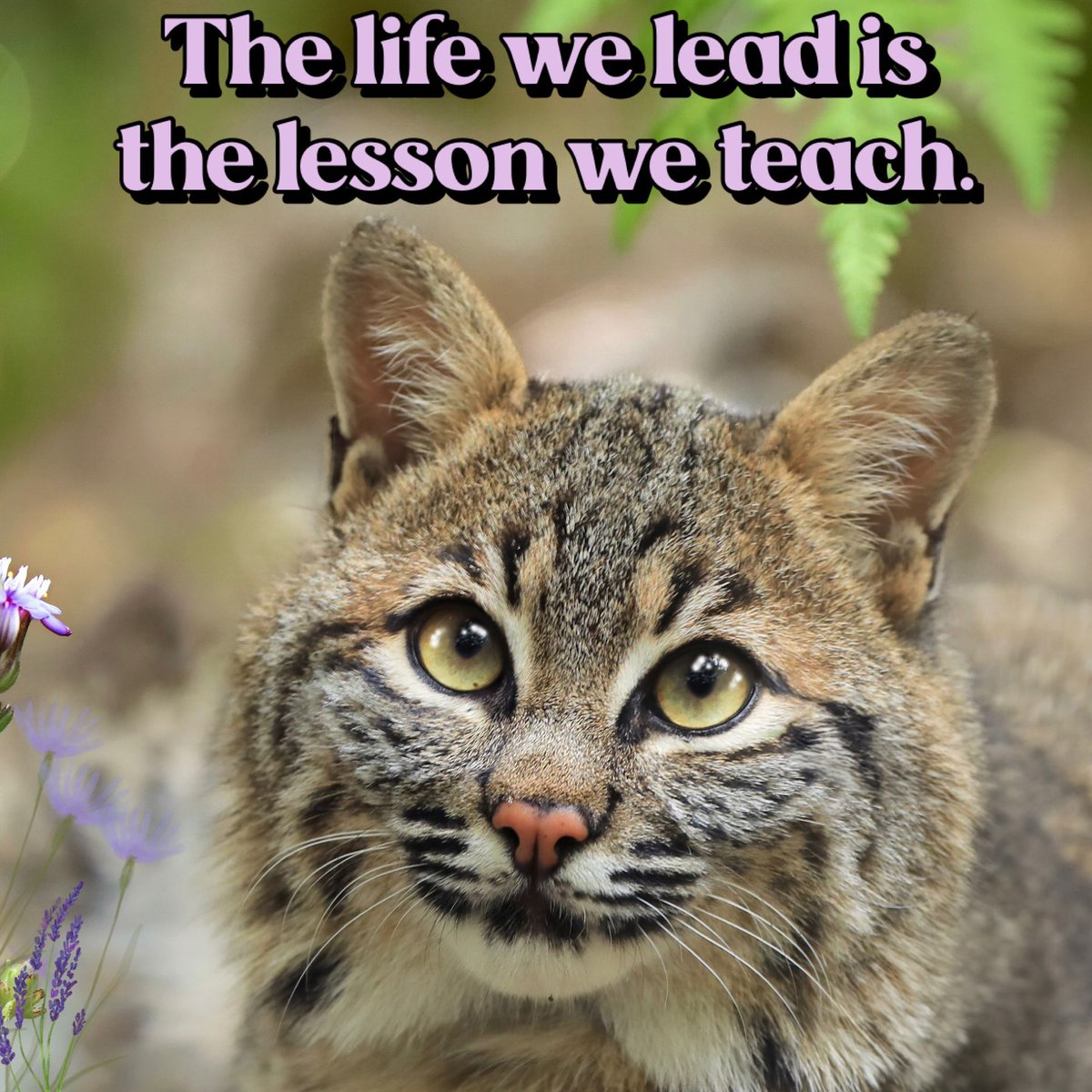Big Cat Rescue tweet media