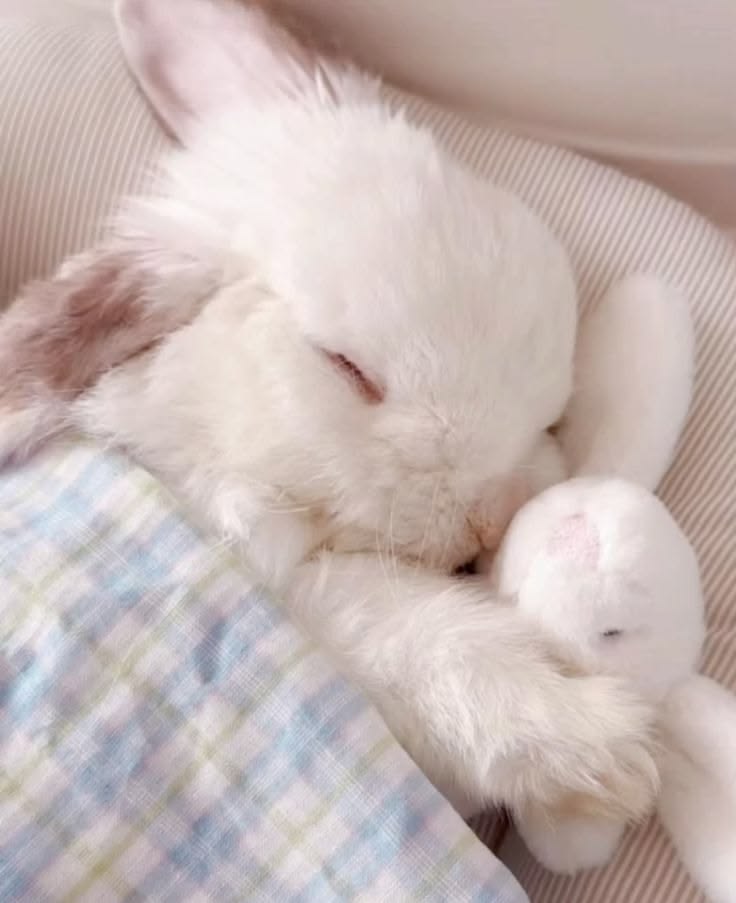 thepopularanimals tweet media