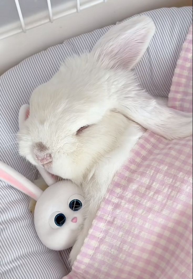 thepopularanimals tweet media