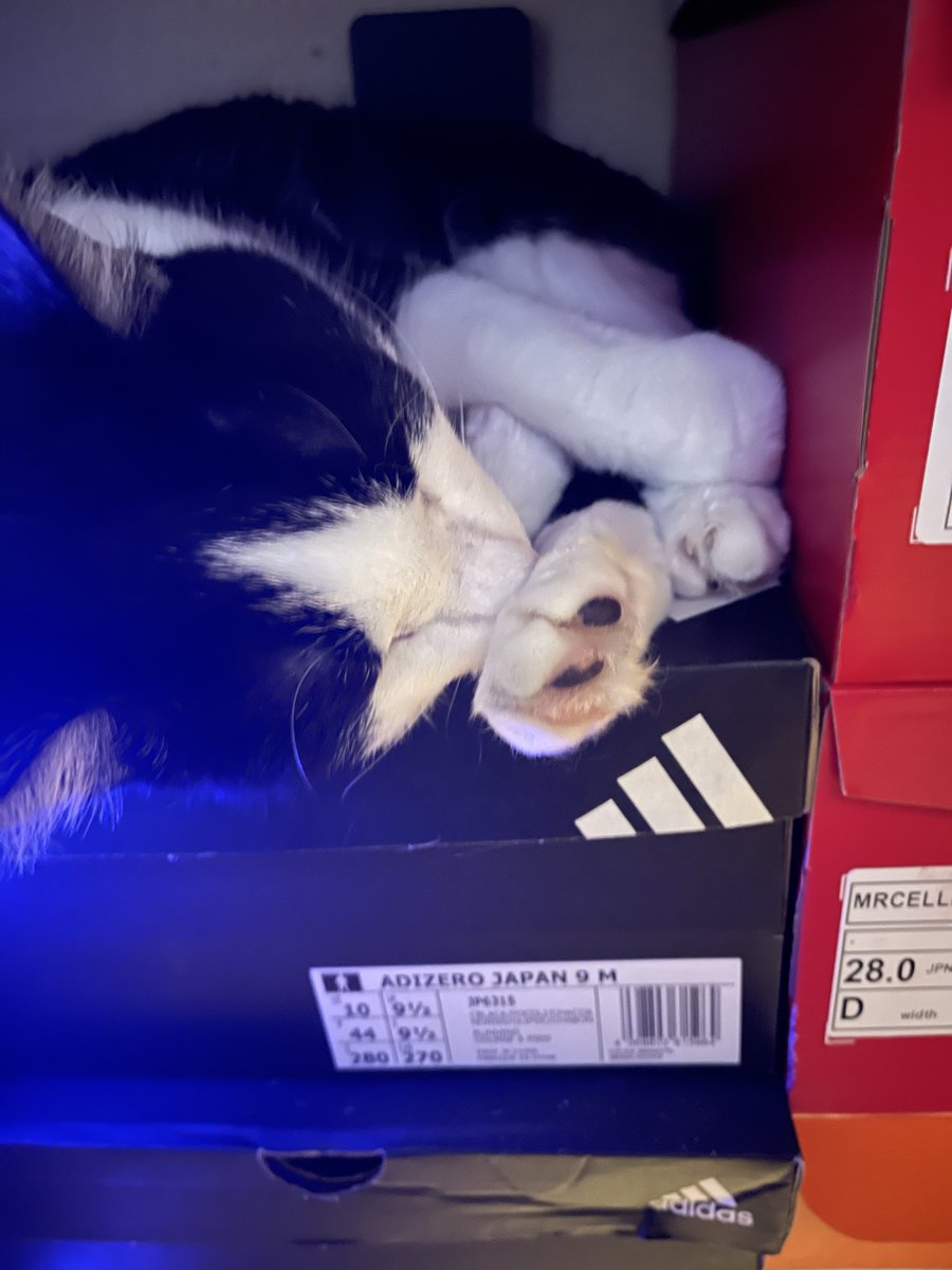 Yoshi　next 4/26ぎふ清流H→安曇野H6/7 tweet media