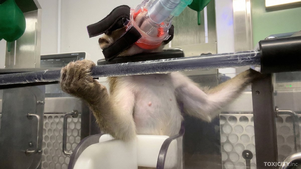 Action for Primates tweet media