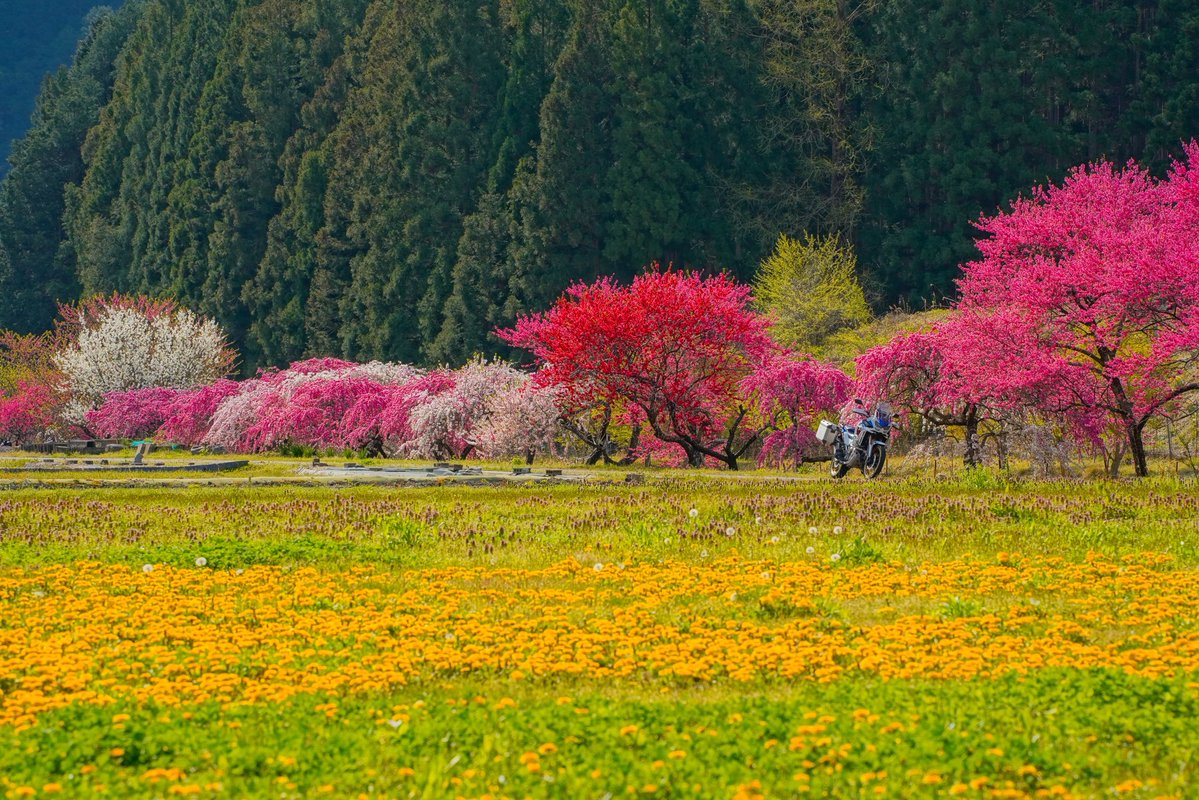 えいせん tweet media