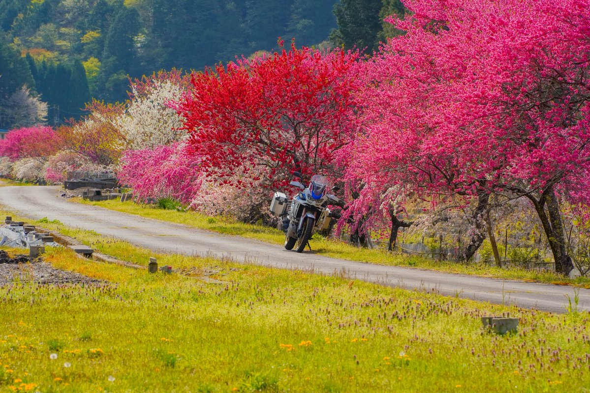 えいせん tweet media