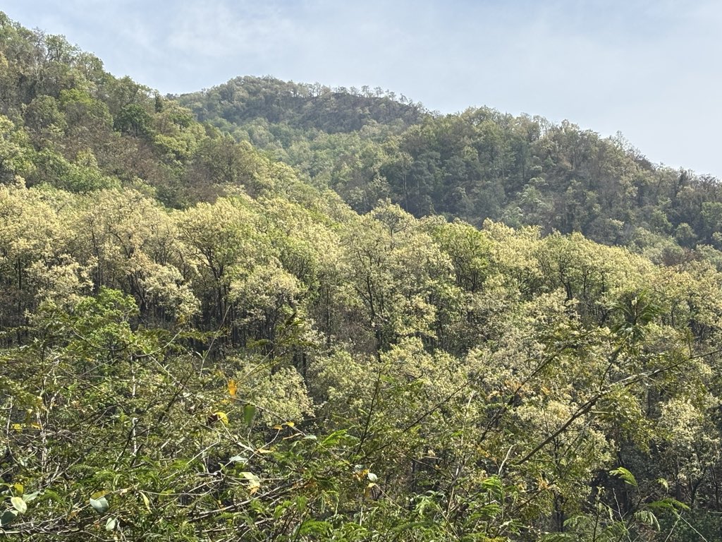 pargaien's tweet image. 🌲 The Golden Canopy of Uttarakhand
The foothills are currently a sea of cream-colored blossoms of Sal ! Beyond their beauty, Sal are the silent guardians of our ecosystem. 
#DYK Sal forests act as massive sponges, provide a critical habitat for tigers, elephants, and birds,