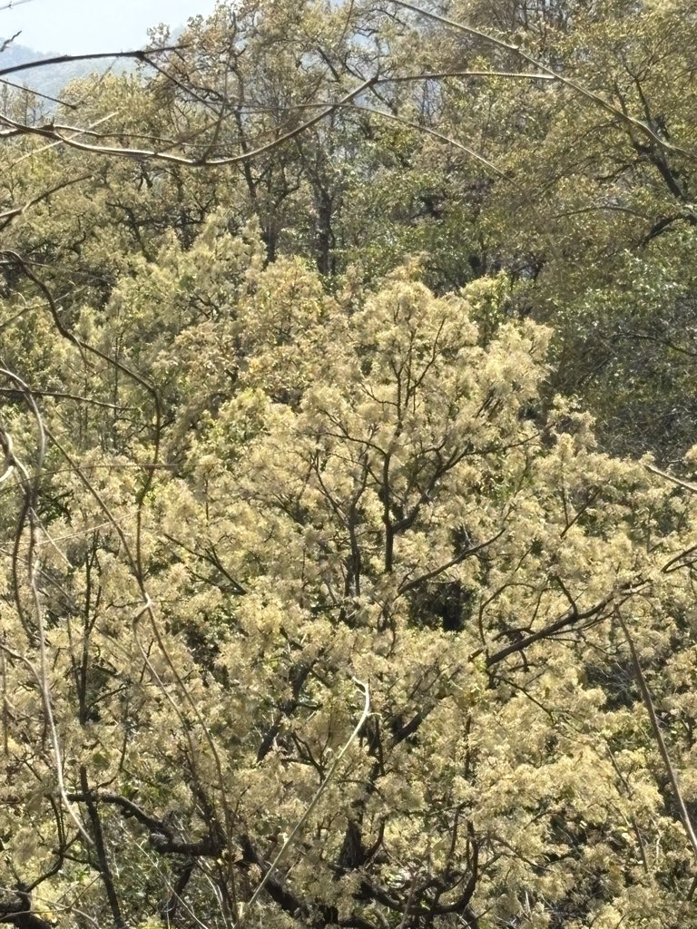 pargaien's tweet image. 🌲 The Golden Canopy of Uttarakhand
The foothills are currently a sea of cream-colored blossoms of Sal ! Beyond their beauty, Sal are the silent guardians of our ecosystem. 
#DYK Sal forests act as massive sponges, provide a critical habitat for tigers, elephants, and birds,