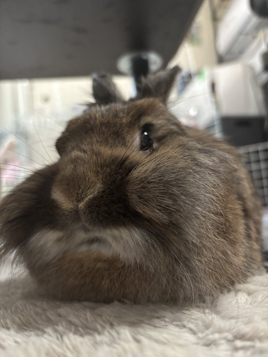 Aslan_Mufasa10's tweet image. 口ひげモッフモフ🐰
 #うさぎ  #rabbit  #bunny