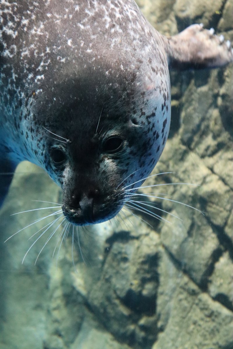 水溜りぃ tweet media