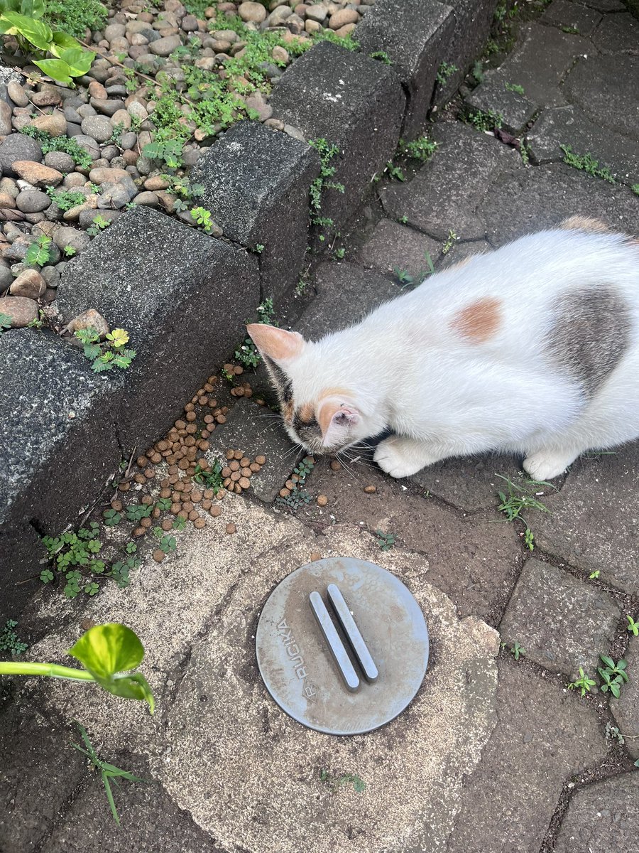 Soireé in Datura Field tweet media