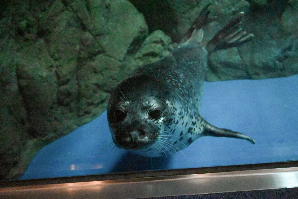 ちゃんなお tweet media