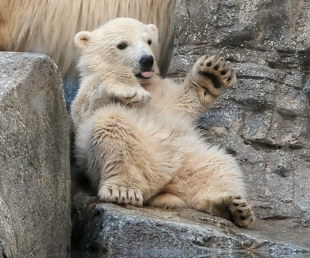 動くぬいぐるみやった😍

#男鹿水族館　#男鹿水族館GAO
#ホッキョクグマ